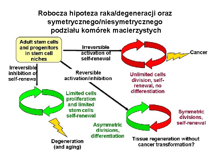 Robocza hipoteza raka/degeneracji oraz symetrycznego/niesymetrycznego podziału komórek macierzystych 