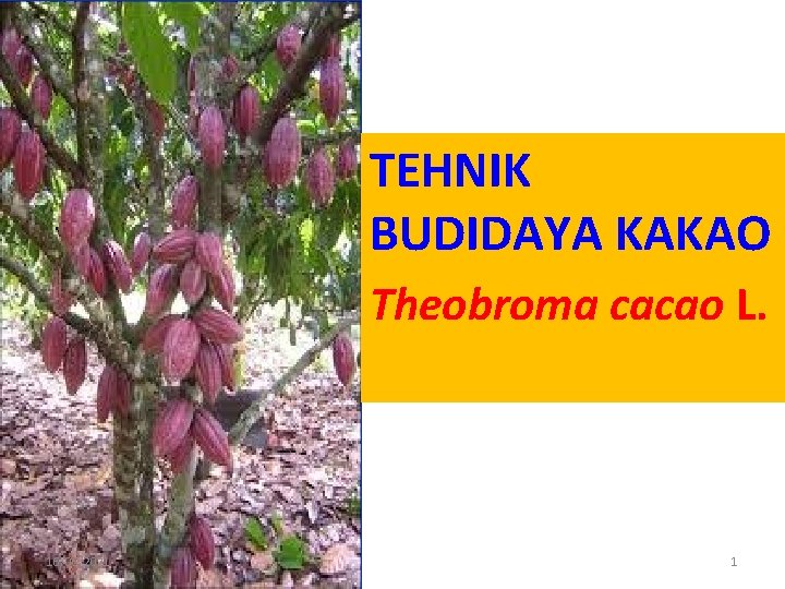 TEHNIK BUDIDAYA KAKAO Theobroma cacao L. 16/06/2021 1 