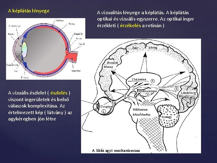 A képlátás lényege A vizuális észlelet ( észlelés ) viszont ingerületek és belső válaszok