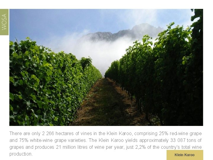 There are only 2 266 hectares of vines in the Klein Karoo, comprising 25%