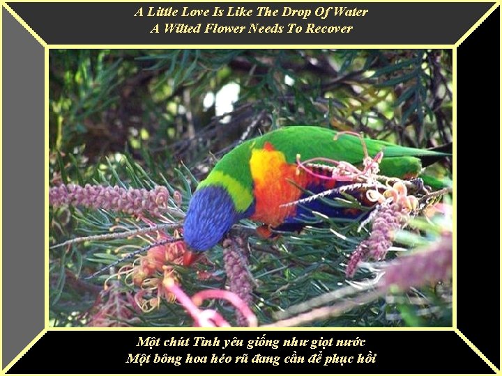 A Little Love Is Like The Drop Of Water A Wilted Flower Needs To