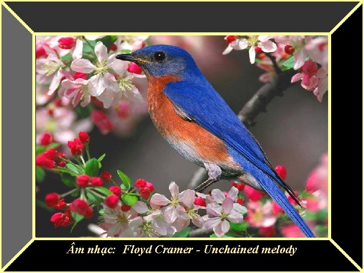  m nhạc: Floyd Cramer - Unchained melody 