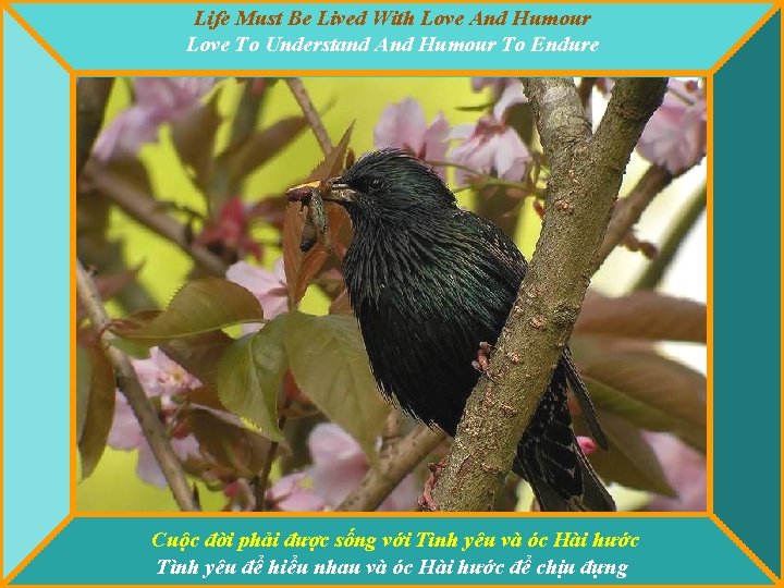 Life Must Be Lived With Love And Humour Love To Understand And Humour To