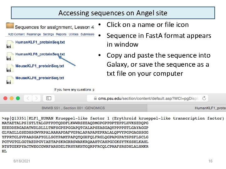 Accessing sequences on Angel site • Click on a name or file icon •