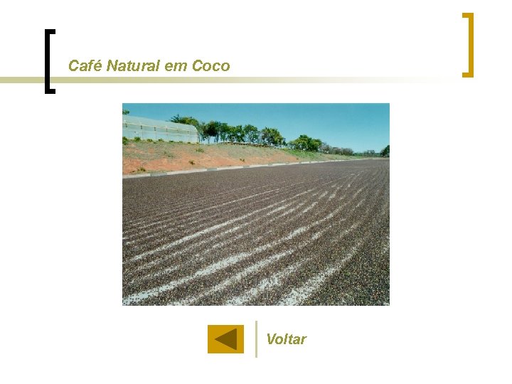 Café Natural em Coco Voltar 