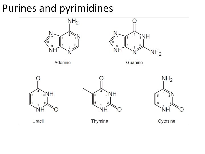 Purines and pyrimidines 