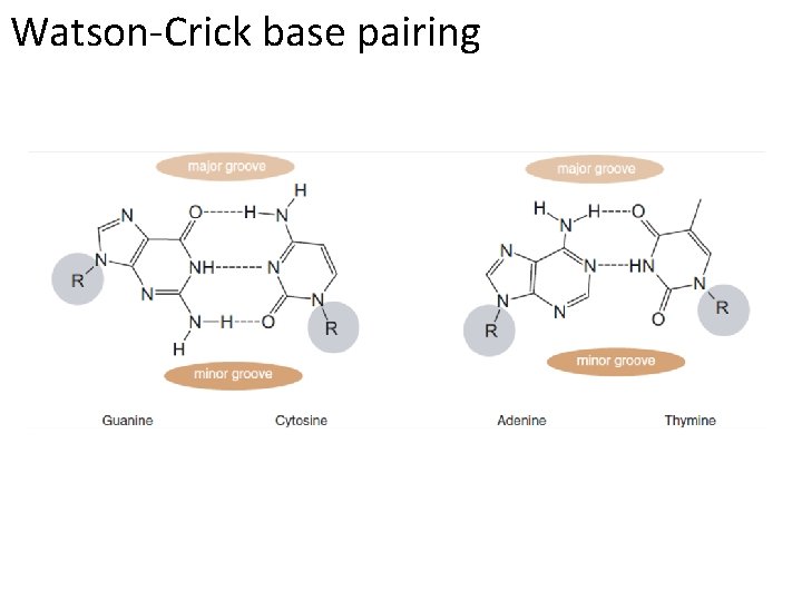 Watson-Crick base pairing 