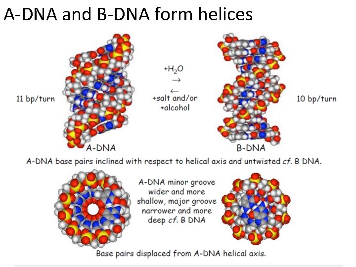 A-DNA and B-DNA form helices 