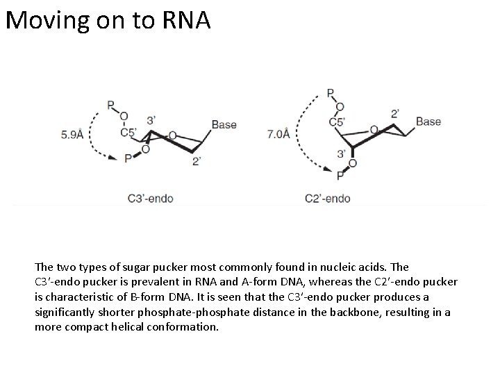 Moving on to RNA The two types of sugar pucker most commonly found in