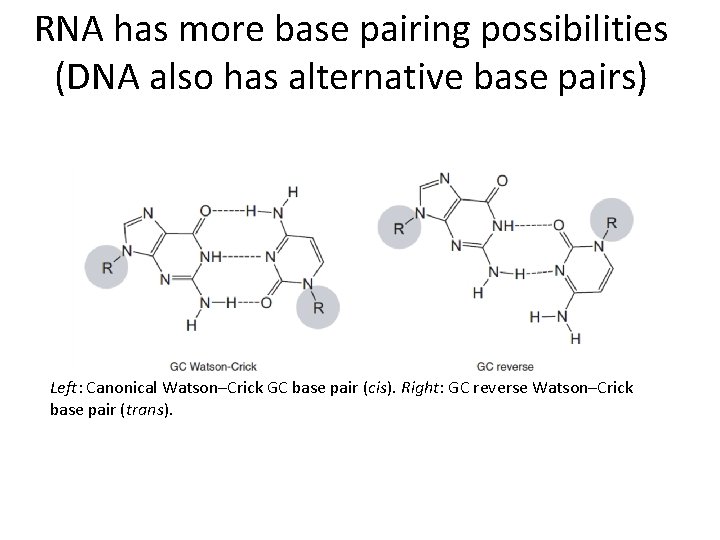 RNA has more base pairing possibilities (DNA also has alternative base pairs) Left: Canonical