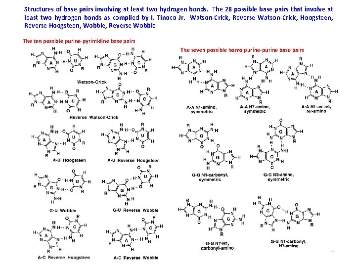 Structures of base pairs involving at least two hydrogen bonds. The 28 possible base