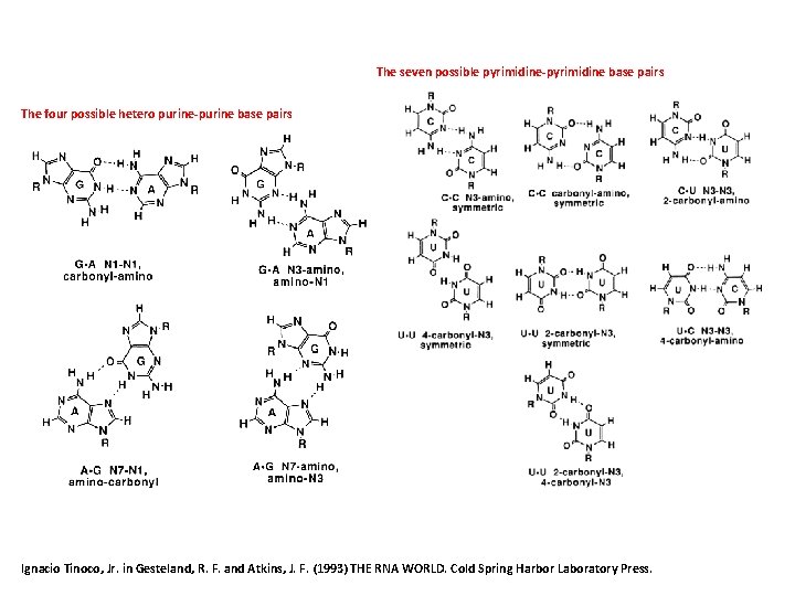 The seven possible pyrimidine-pyrimidine base pairs The four possible hetero purine-purine base pairs Ignacio
