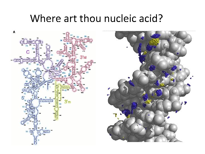 Where art thou nucleic acid? 