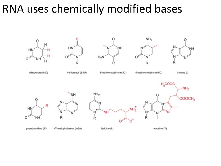 RNA uses chemically modified bases 