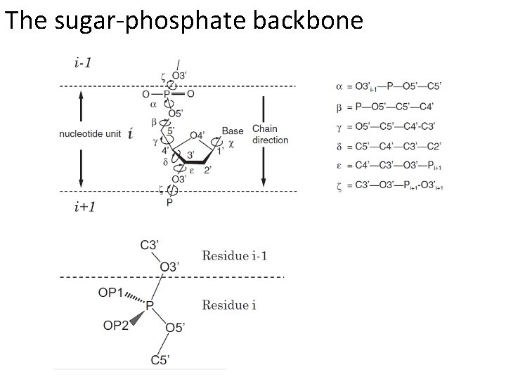 The sugar-phosphate backbone 