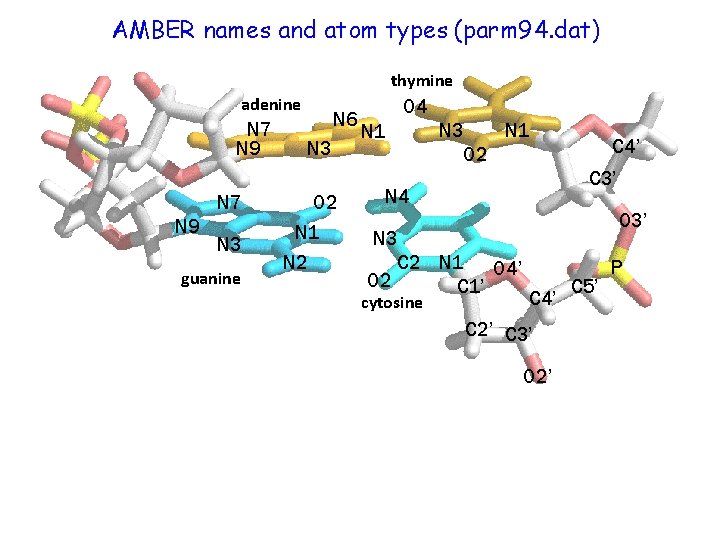 AMBER names and atom types (parm 94. dat) thymine adenine N 7 N 9
