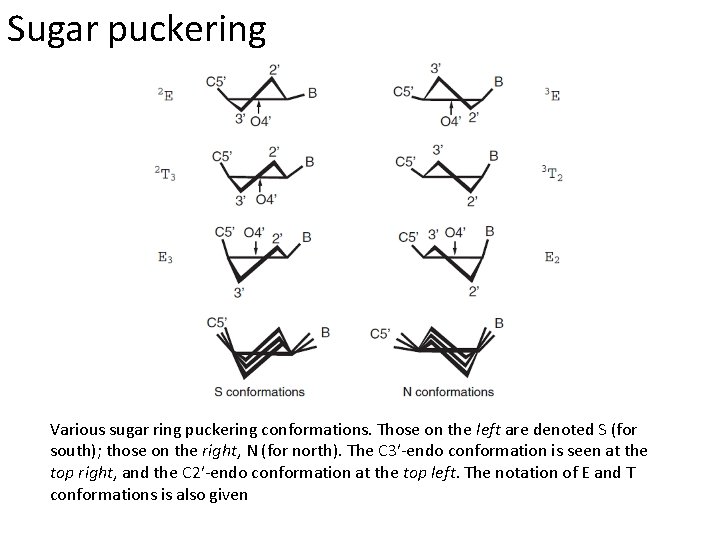 Sugar puckering Various sugar ring puckering conformations. Those on the left are denoted S