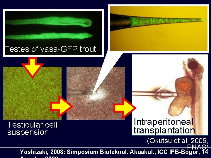 Testes of vasa-GFP trout Recipient (non-tg) Testicular cell suspension Intraperitoneal transplantation (Okutsu et al.