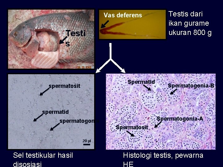 Vas deferens Testi s Spermatid spermatosit Testis dari ikan gurame ukuran 800 g Spermatogonia-B