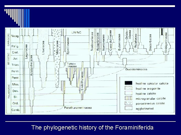The phylogenetic history of the Foraminiferida 