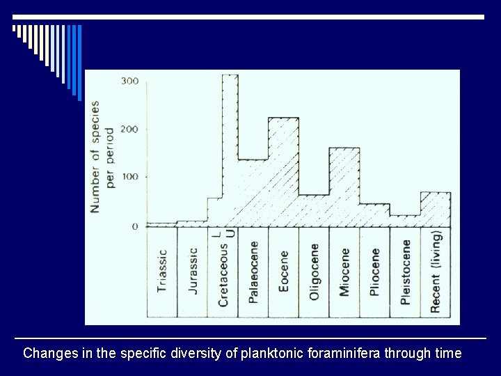 Changes in the specific diversity of planktonic foraminifera through time 