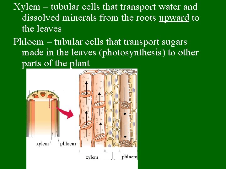 Xylem – tubular cells that transport water and dissolved minerals from the roots upward