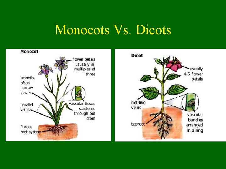 Monocots Vs. Dicots 