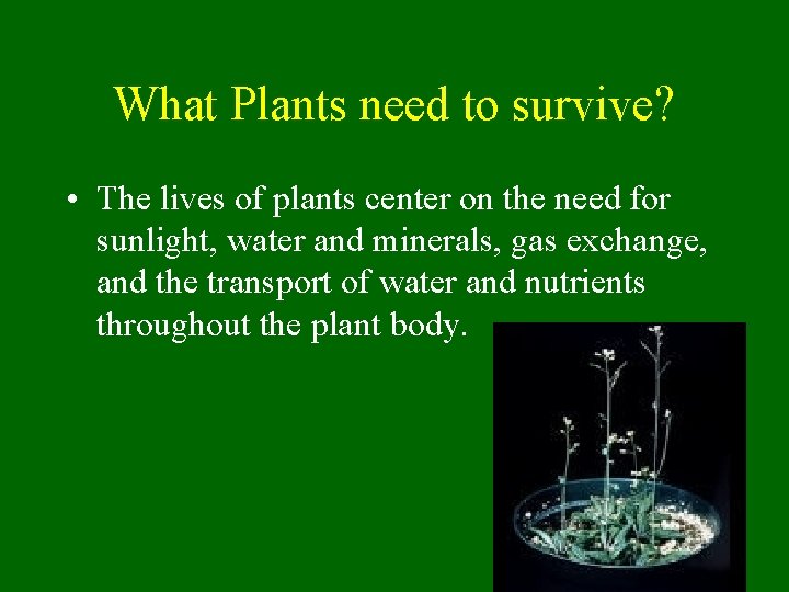 What Plants need to survive? • The lives of plants center on the need