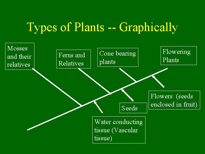 Types of Plants -- Graphically Mosses and their relatives Ferns and Relatives Cone bearing