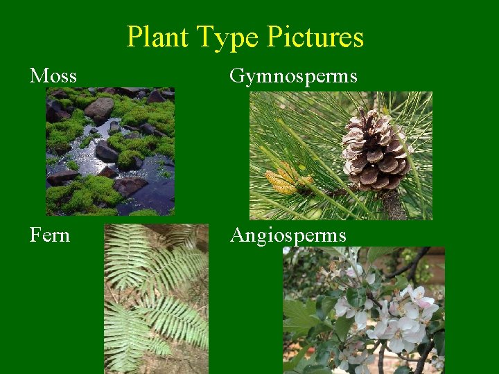 Plant Type Pictures Moss Gymnosperms Fern Angiosperms 
