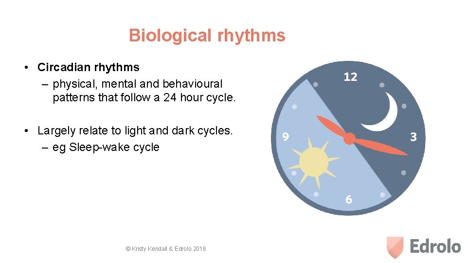 Biological rhythms • Circadian rhythms – physical, mental and behavioural patterns that follow a