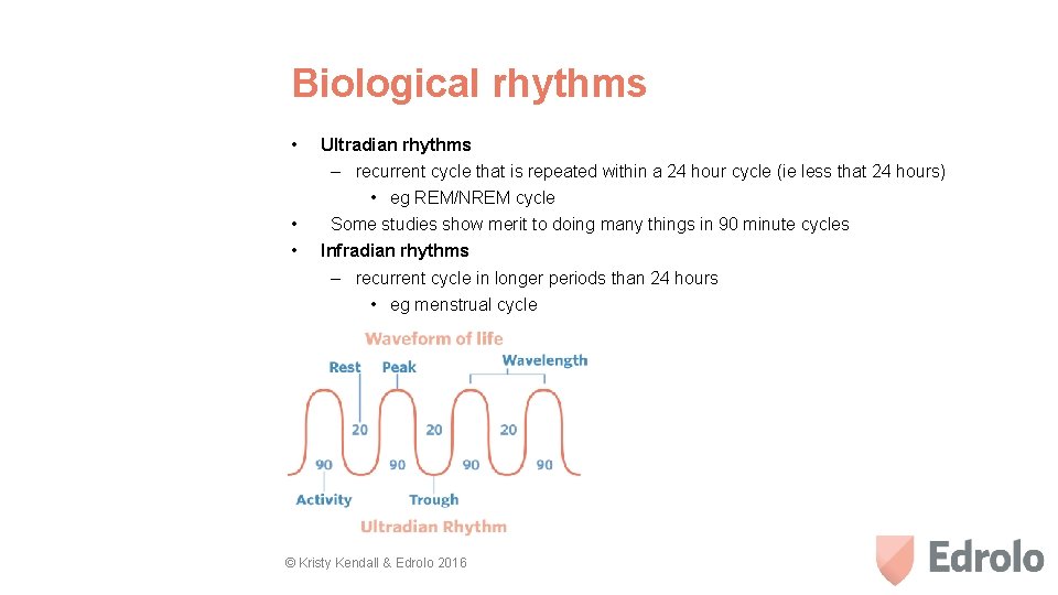 Biological rhythms • Ultradian rhythms • • – recurrent cycle that is repeated within