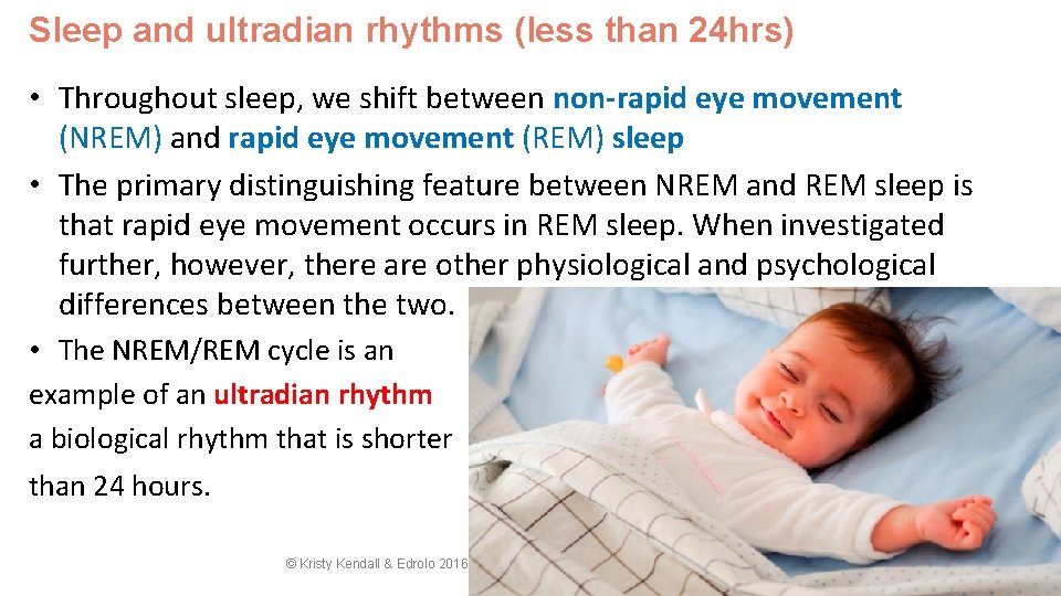 Sleep and ultradian rhythms (less than 24 hrs) • Throughout sleep, we shift between