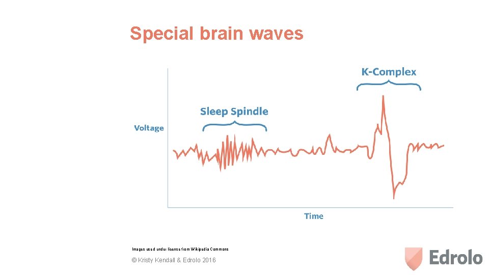 Special brain waves Images used under license from Wikipedia Commons © Kristy Kendall &