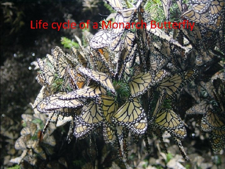 Life cycle of a Monarch Butterfly 