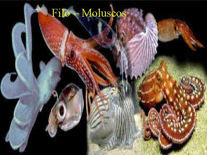 Filo – Moluscos 