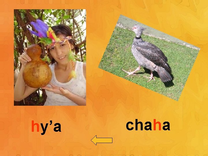 hy’a chaha 