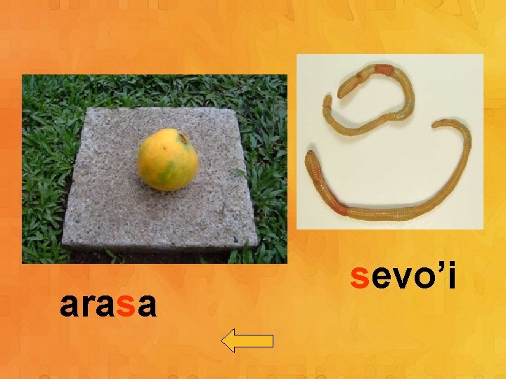 arasa sevo’i 