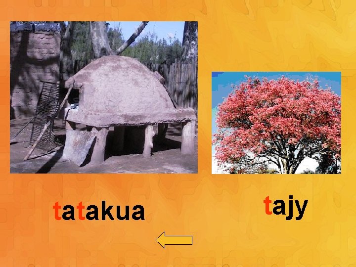 tatakua tajy 