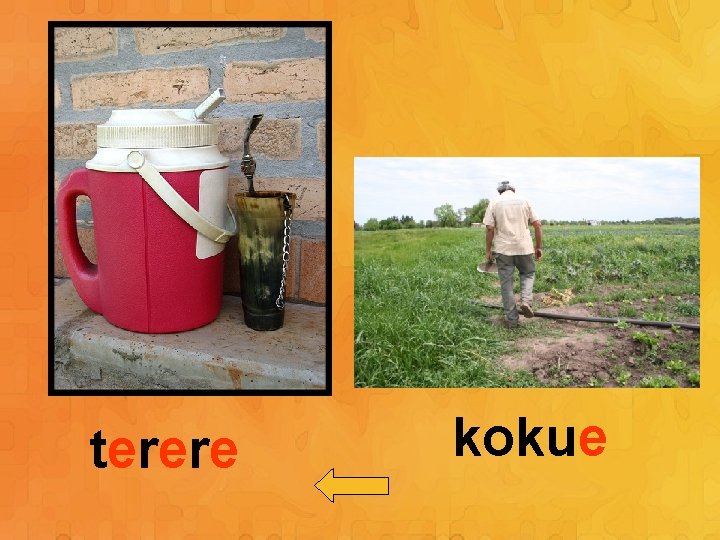 terere kokue 