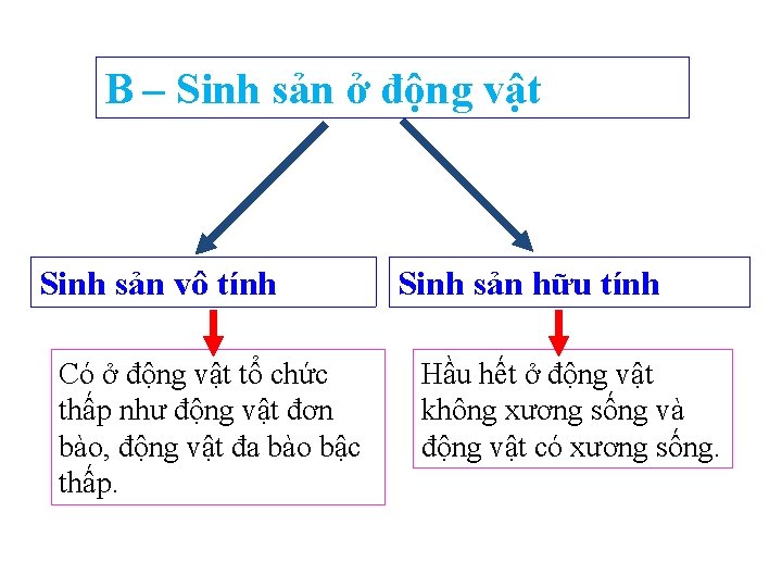 B – Sinh sản ở động vật Sinh sản vô tính Có ở động