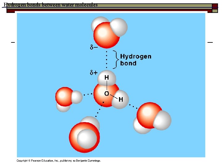 Hydrogen bonds between water molecules 