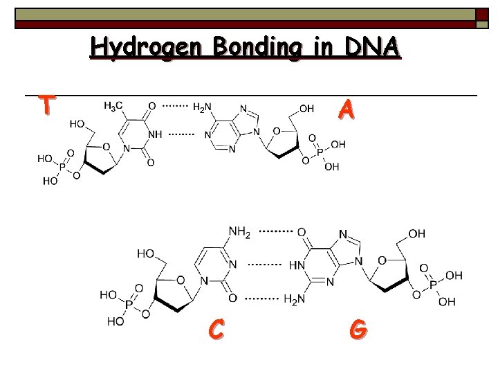 Hydrogen Bonding in DNA T A C G 