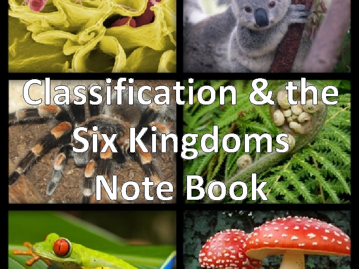 Classification & the Six Kingdoms Note Book 