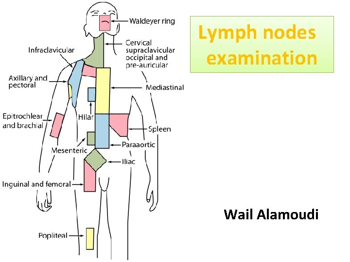 Lymph nodes examination Wail Alamoudi 