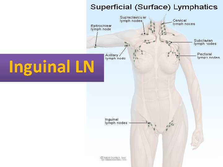 Inguinal LN 