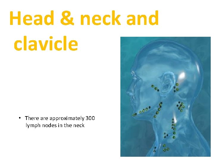 Head & neck and clavicle • There approximately 300 lymph nodes in the neck