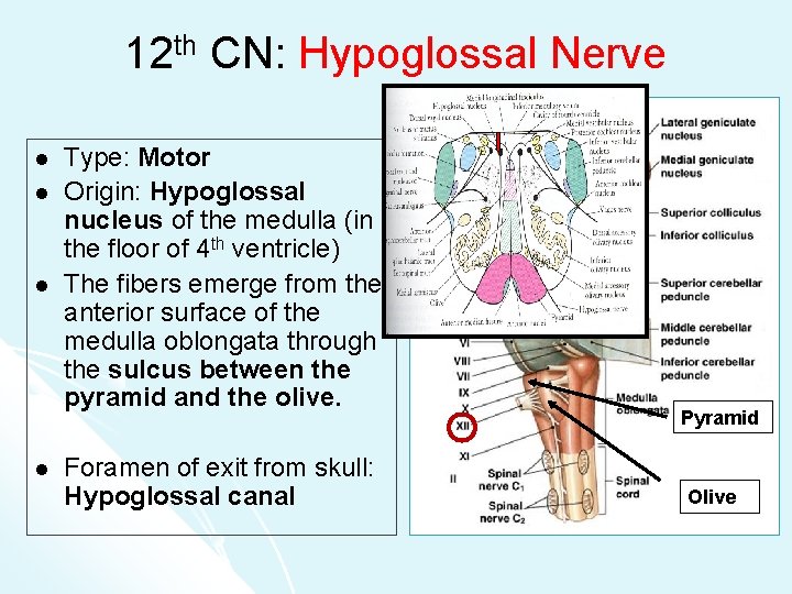 12 th CN: Hypoglossal Nerve l l Type: Motor Origin: Hypoglossal nucleus of the