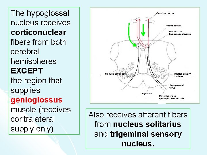 The hypoglossal nucleus receives corticonuclear fibers from both cerebral hemispheres EXCEPT the region that