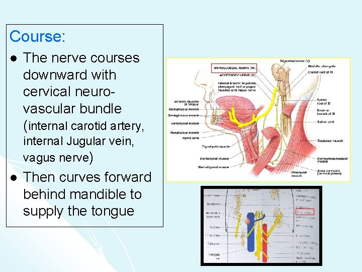Course: l The nerve courses downward with cervical neurovascular bundle (internal carotid artery, internal